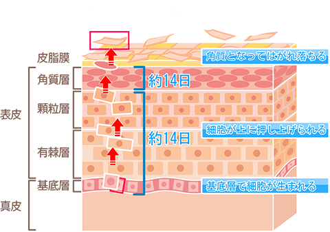 表皮細胞(皮膚の細胞)の一生